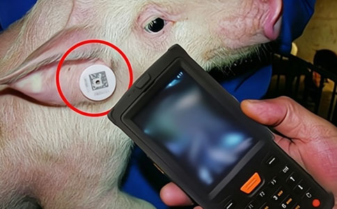 RFID生豬養殖動物管理